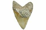 Huge, Fossil Megalodon Tooth - North Carolina #372376-2